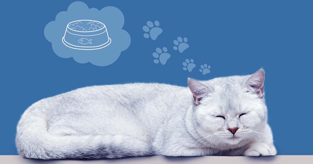 Rüyada Kedi Görmek Ne Anlama Gelir? - Bilgecafe